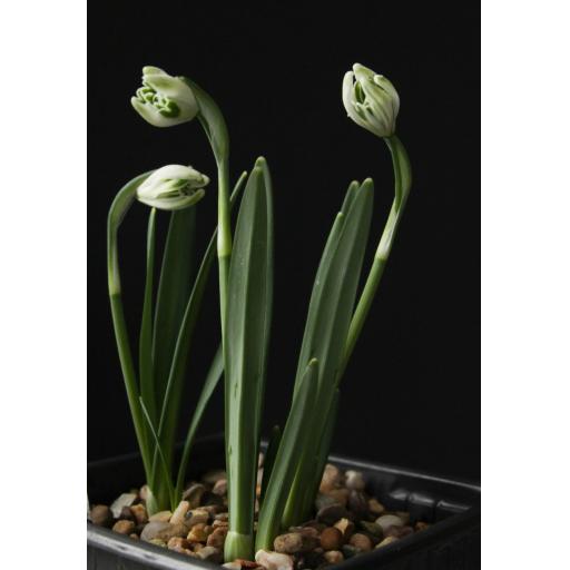 Galanthus Blewbury Tart whole.jpg