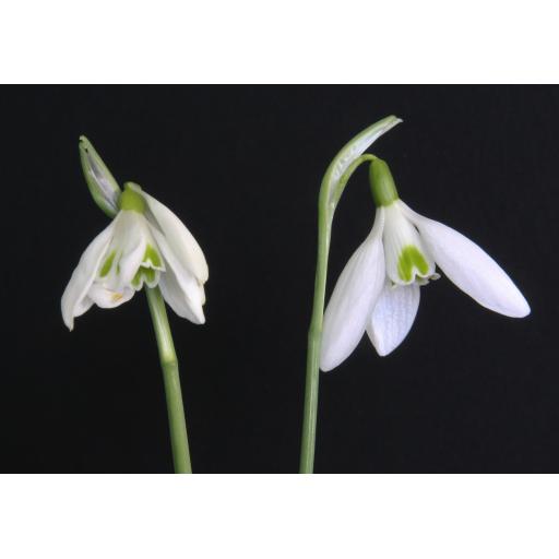 Galanthus James Backhouse.jpg