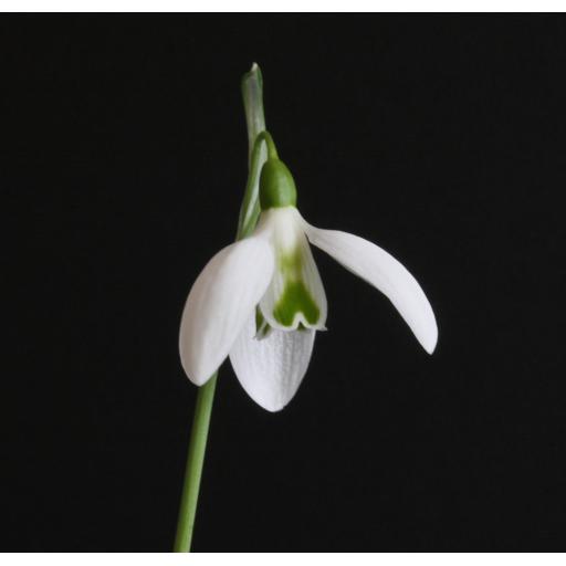 Galanthus Cedric's Prolific_2.jpg