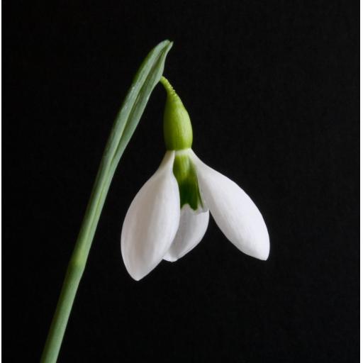 Galanthus Erway.jpg