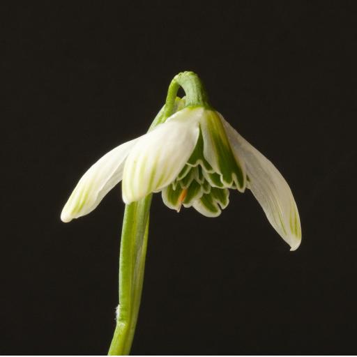 Galanthus Jaquenetta  1.jpg