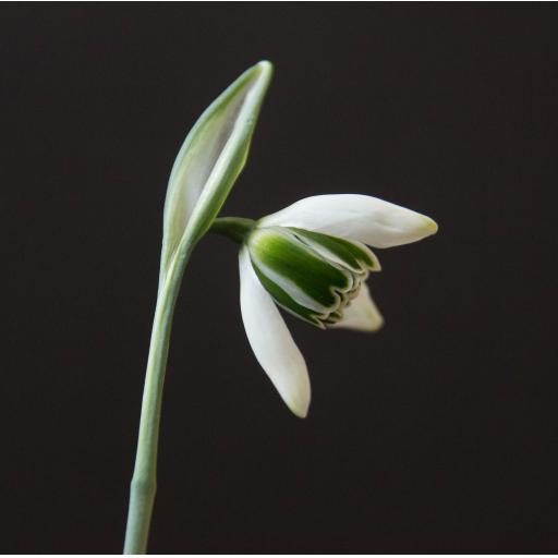 Galanthus Cordelia_1.jpg