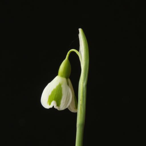 Galanthus Dryad Venus 2 close-2-21.jpg