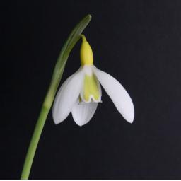 Galanthus Wendy's Gold New.jpg