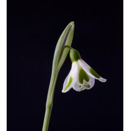 Galanthus Trym - 2.jpg