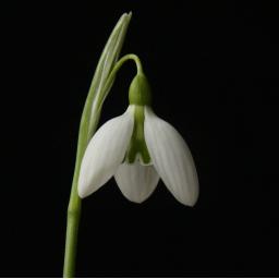 Galanthus Faith Stewart-liberty.jpg