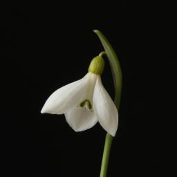 Galanthus angustifolius ex Ruksans_-2.jpg