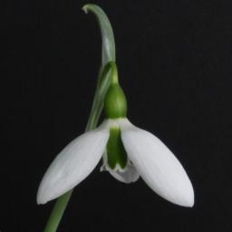 Galanthus Shepherd's Crook.jpg