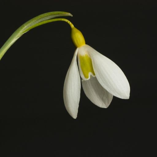 Galanthus Wendy's Gold_1_1.jpg