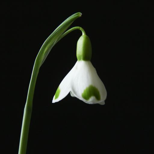 Galanthus Trymlet close.jpg